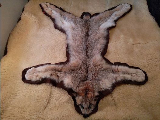 North American Lynx / Canada Lynx pelt with half head on felt