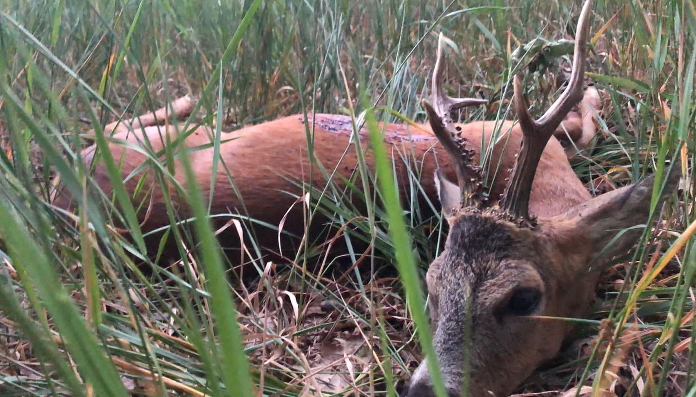 Wildbret: Abhängen, Kühlen und Reifen lassen