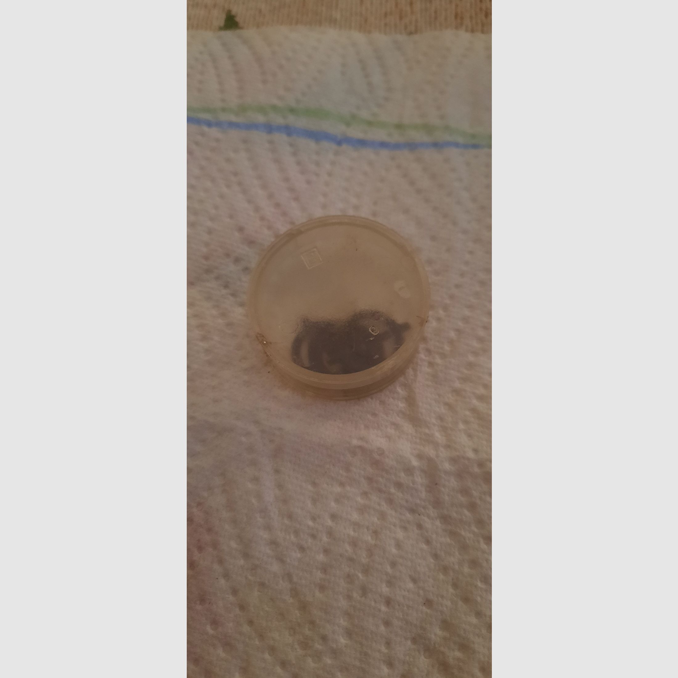 Diopter Haenel 312 DDR/ Exportfeder / Ring- Balkenkörner