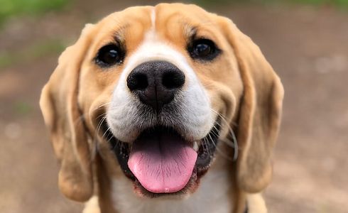 Husten beim Hund - Ursachen, Diagnose und Behandlung