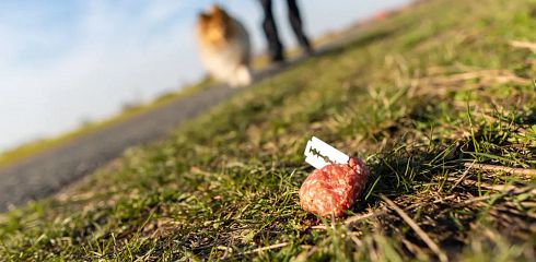 Giftköder - wie du deinen Hund am besten schützt