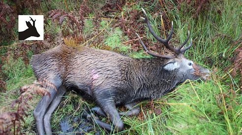 10-pointer red stag shot. Deer stalking in Scotland. Polowanie w Szkocji.