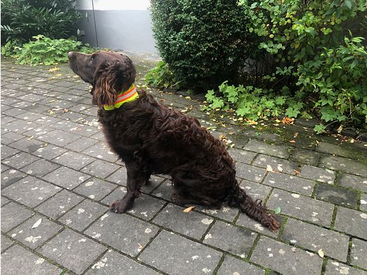 Collare segnaletico per cani elastico
