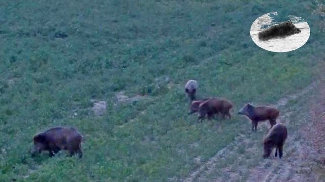 Perfect shot on wild boar hunting-Chasse au sanglier coup-Wildschwein jagd schuss Polowanie na dziki