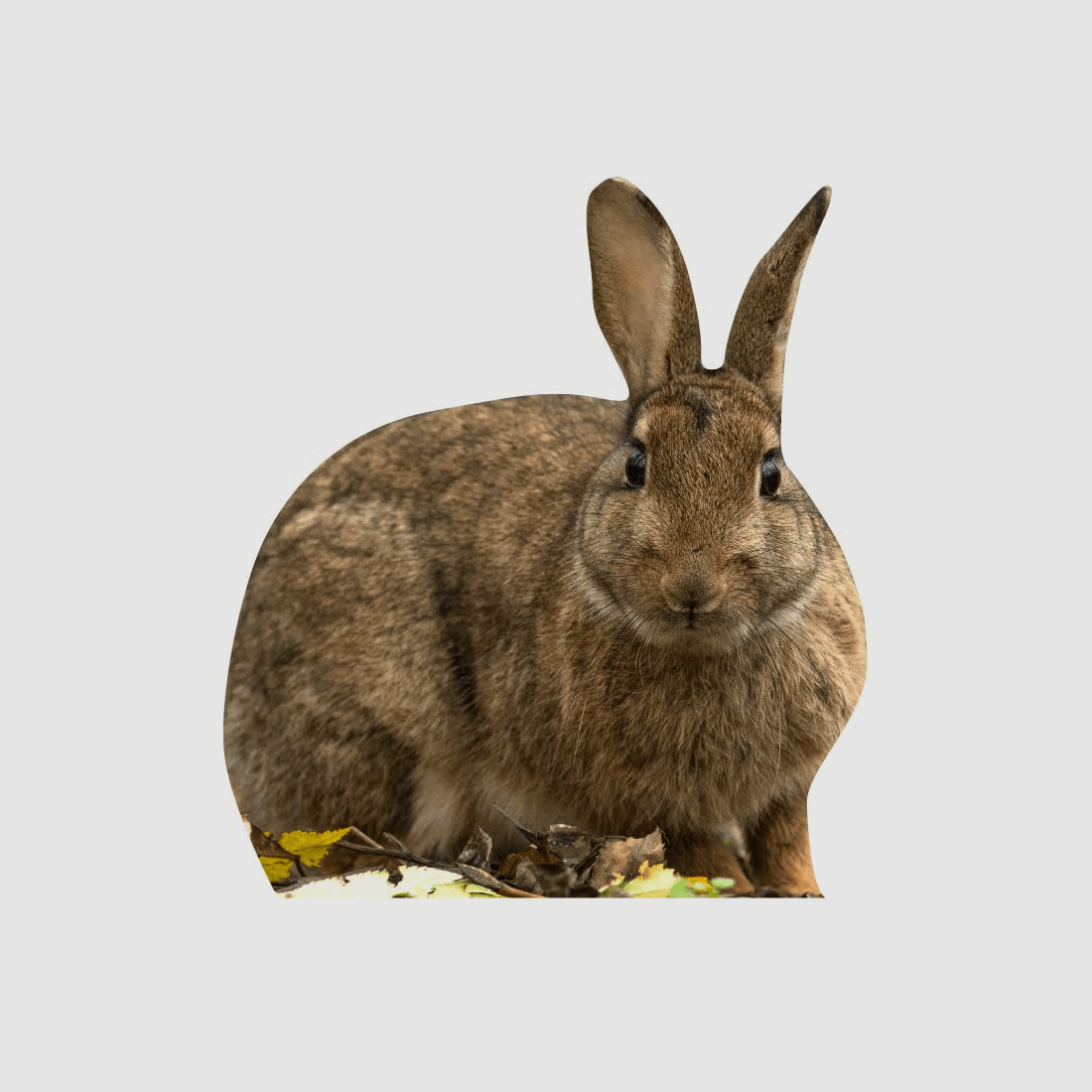Tieraufsteller Wildkaninchen