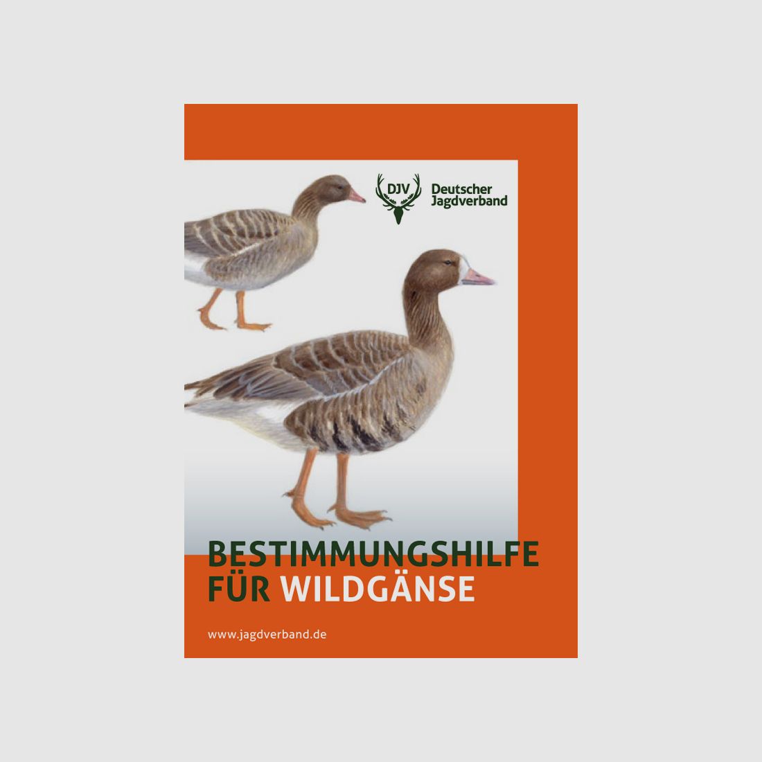 Brochure "Identification Guide for Wild Geese"