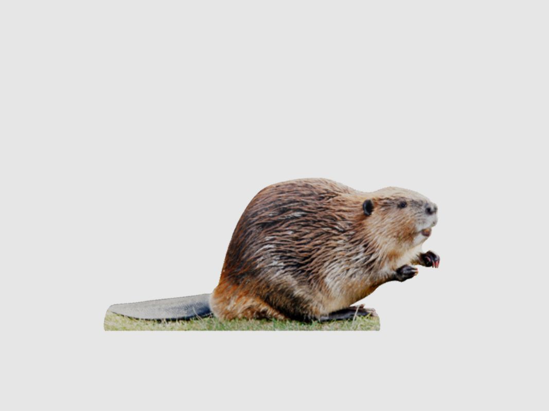 Tieraufsteller Biber