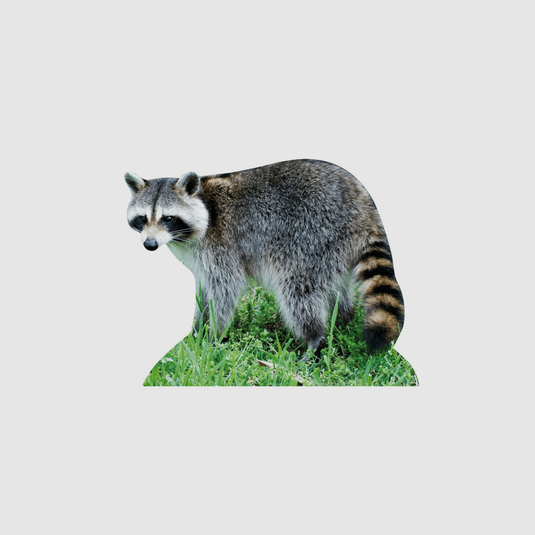 Supporto per animali Procione