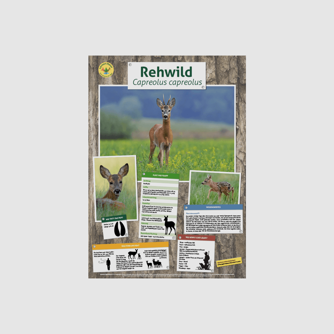 Luogo di apprendimento natura - Poster fauna selvatica cervo