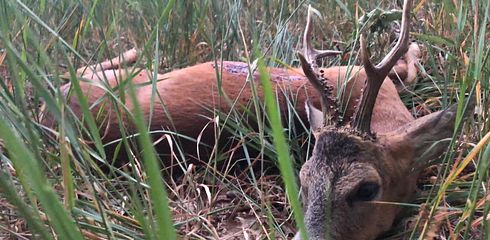 Wildbret: Abhängen, Kühlen und Reifen lassen