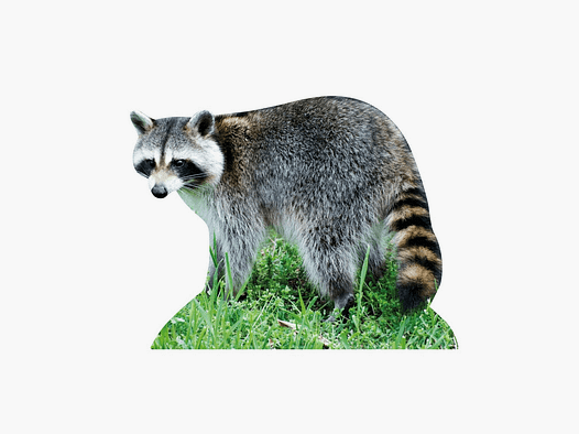Support pour animaux Raton laveur