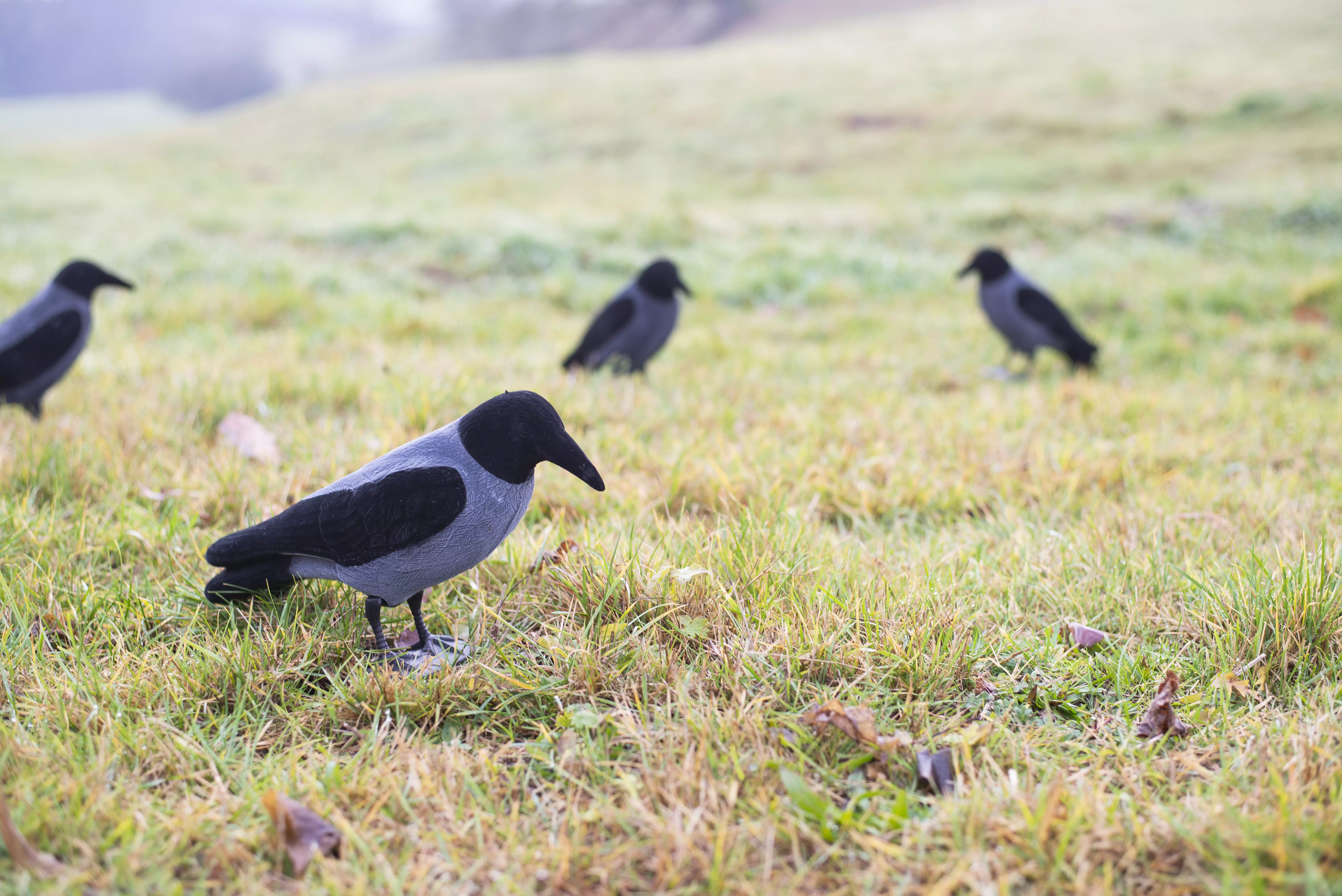 Feathered fog crow full body, image 2 of 2