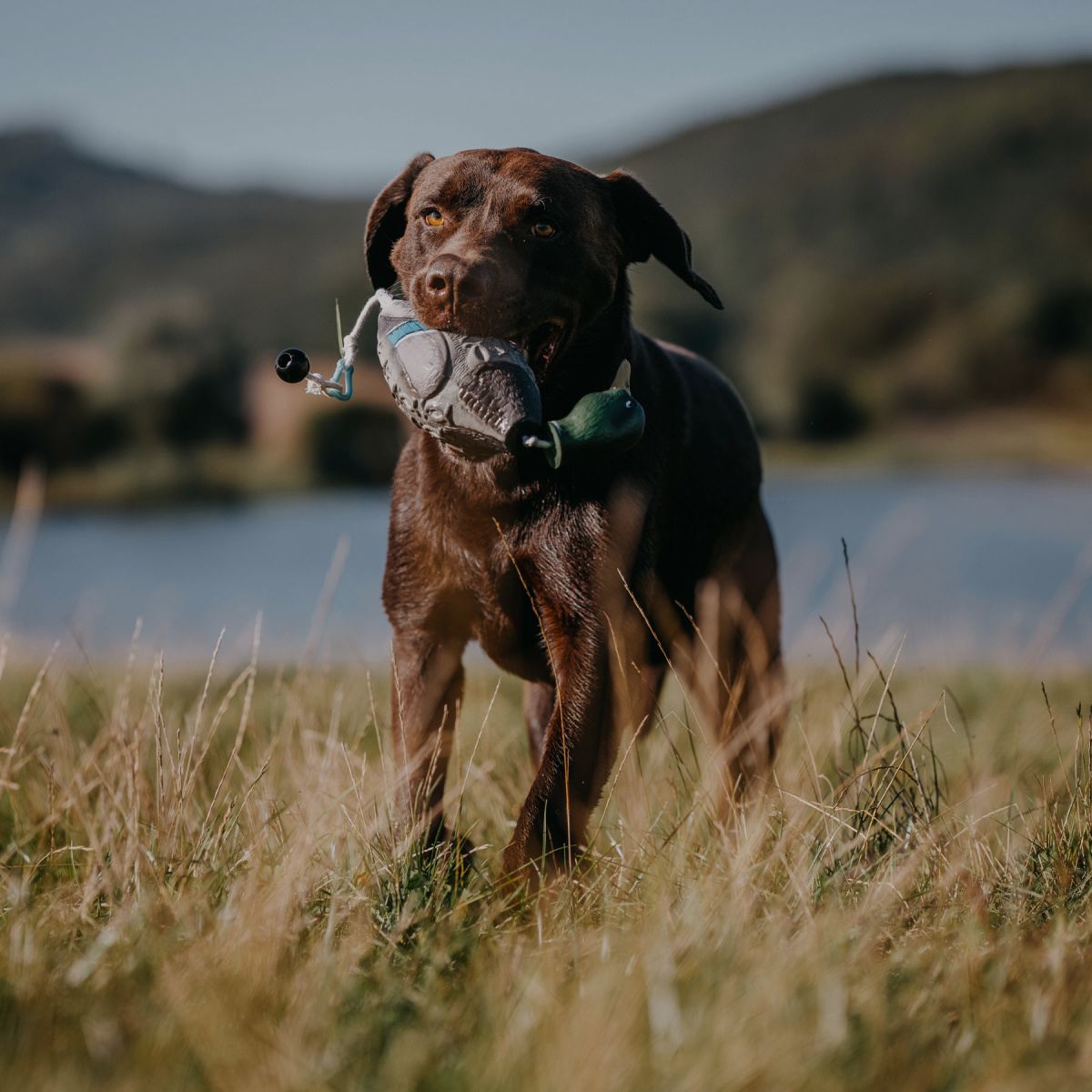 HP&G Apportierdummy Pato de Stock