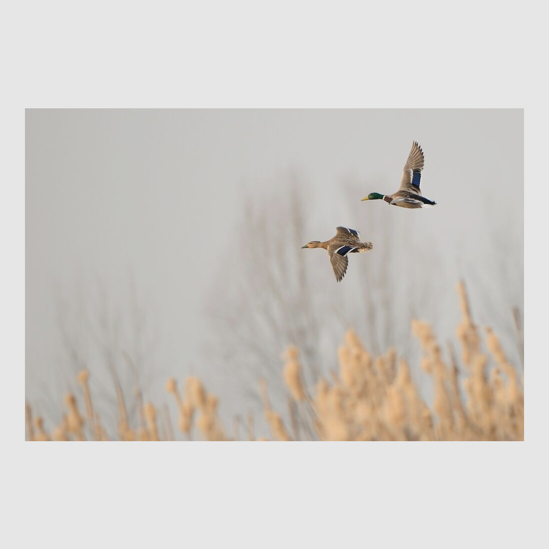 Verney Carron Superposé Vercar Trap 12