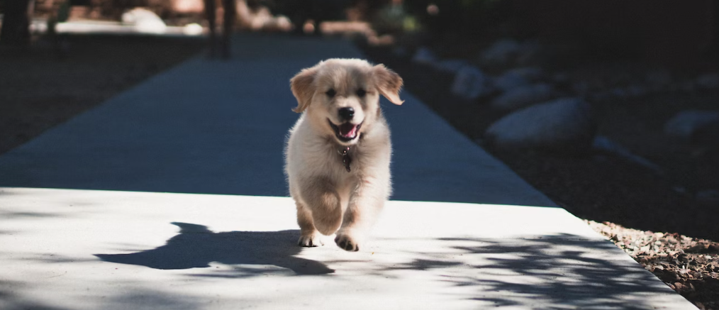 Puppy Tooth Replacement: An Important Development