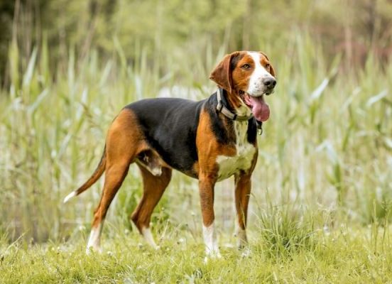 Rasseprofil: Finnischer Laufhund