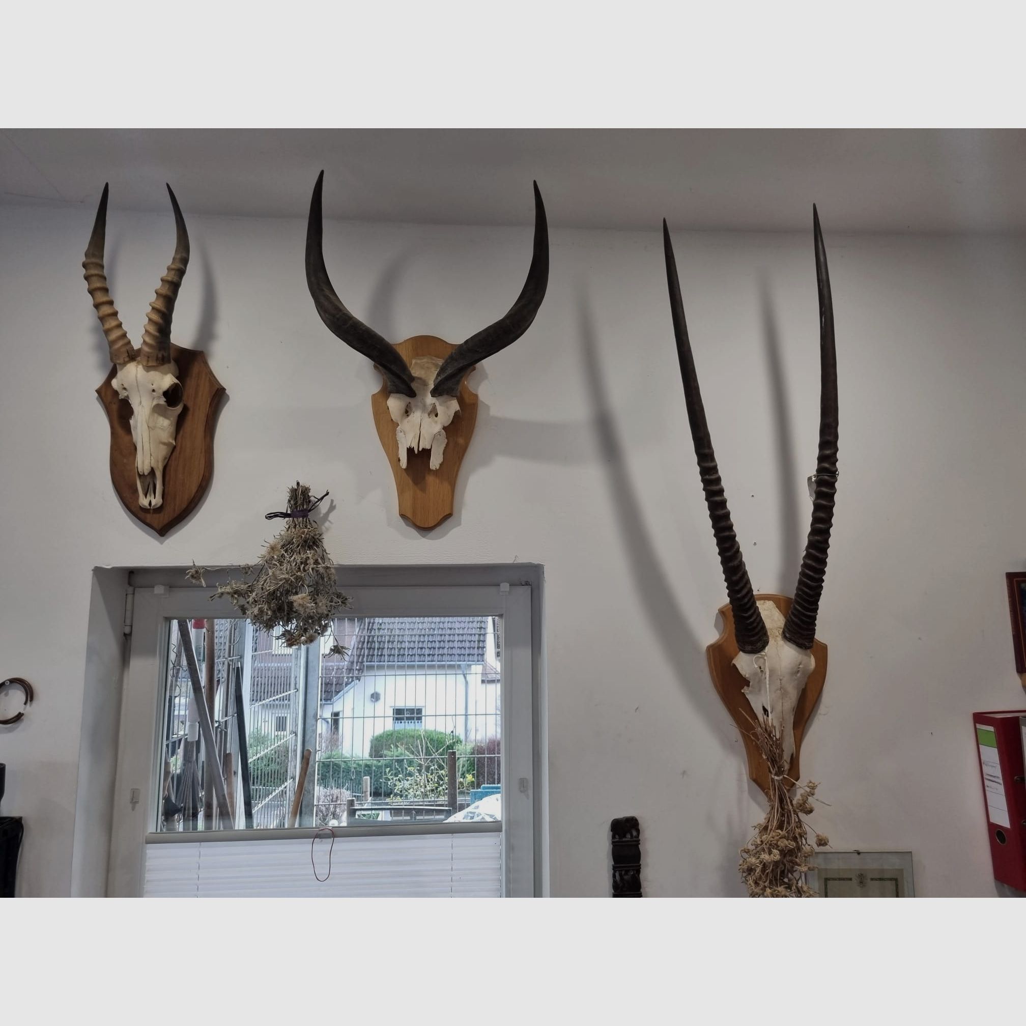 Hunting trophies from Africa and Namibia
