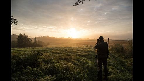 Roebuck hunting in Poland 2016