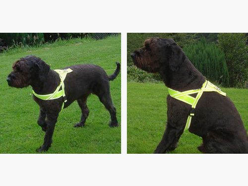 Pettorina gialla per cani di piccola taglia