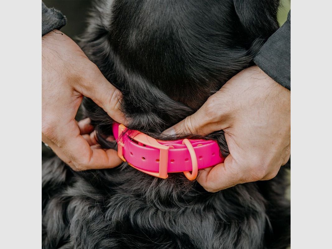 HP&G Collare per cani 25mm Rosa