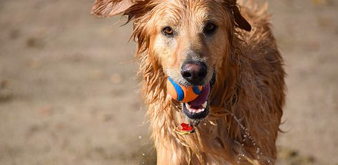 Das Beste Apportier-Spielzeug für den Hund: Eine Ausführliche Betrachtung