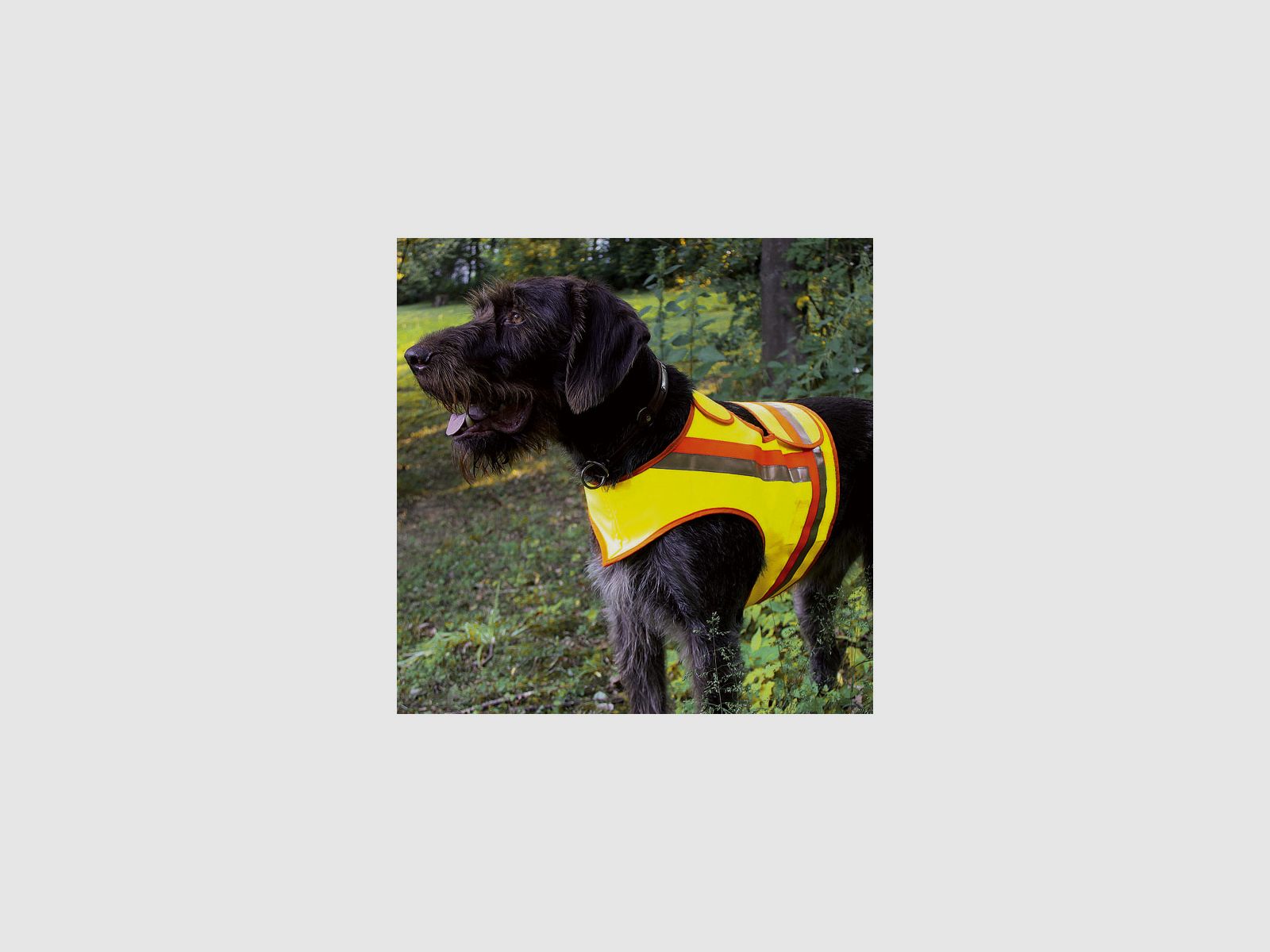 Warnweste für den Hund
