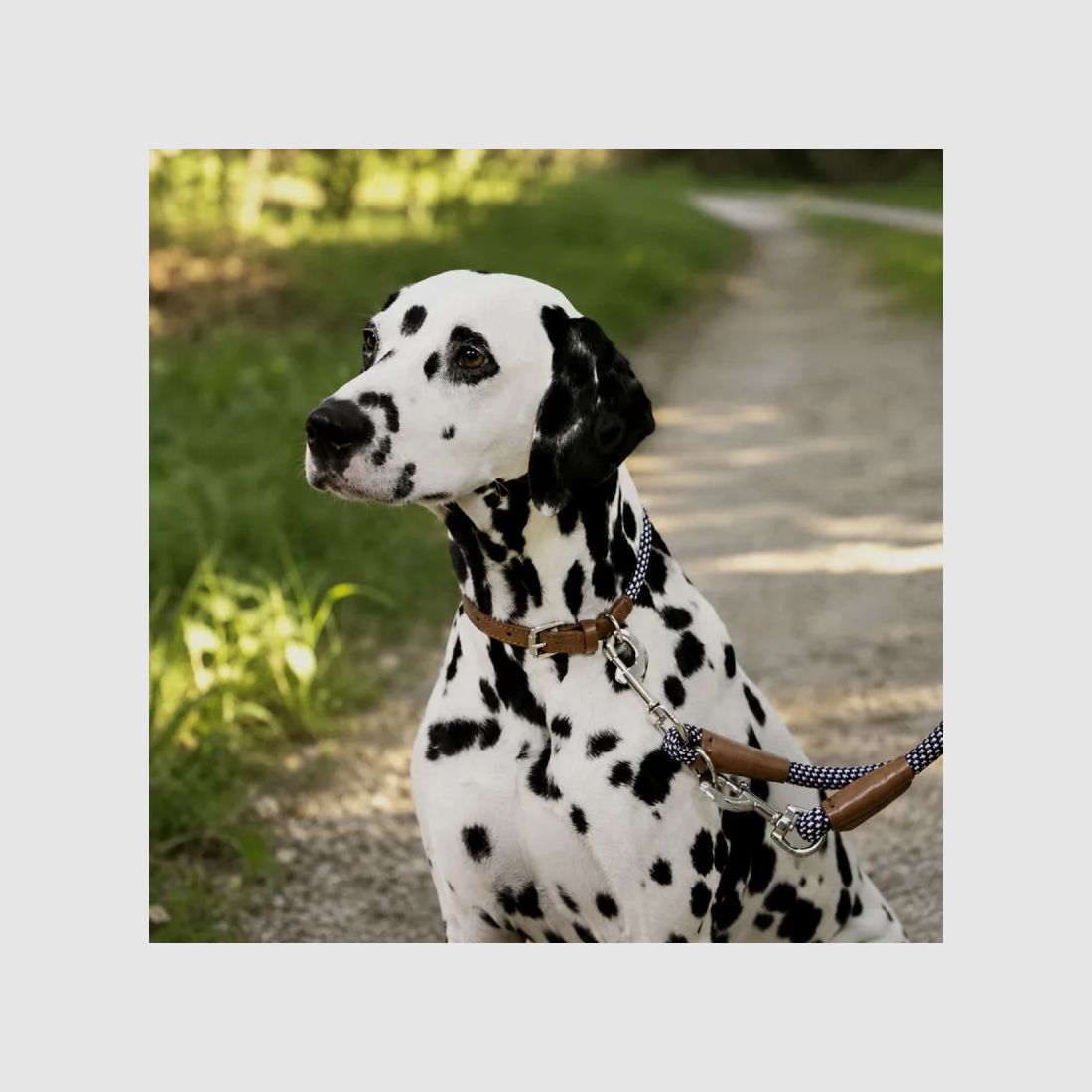 Collare per cane in corda 45 - 65 cm, immagine 1 di 8