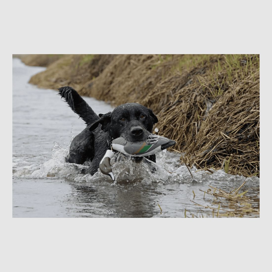 Apportable pilet pour chien de chasse, image 2 sur 2
