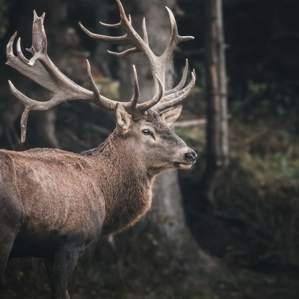 Die Lockjagd auf den Rothirsch