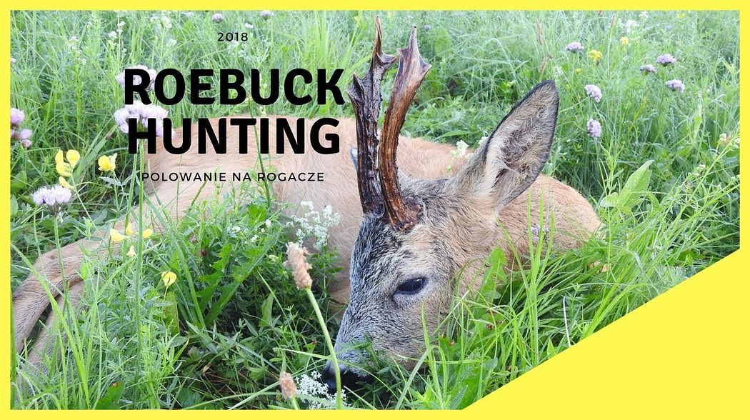 My roebuck hunting - Poland 2018