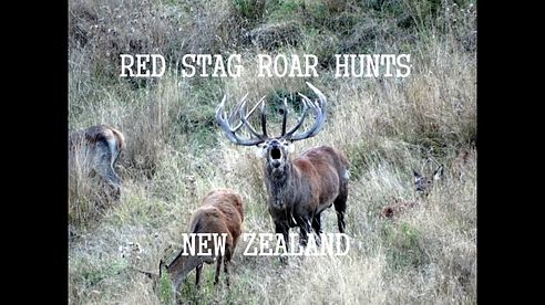 New Zealand Hunting Red Stag Hunting "The Roar" Part 2 2013.