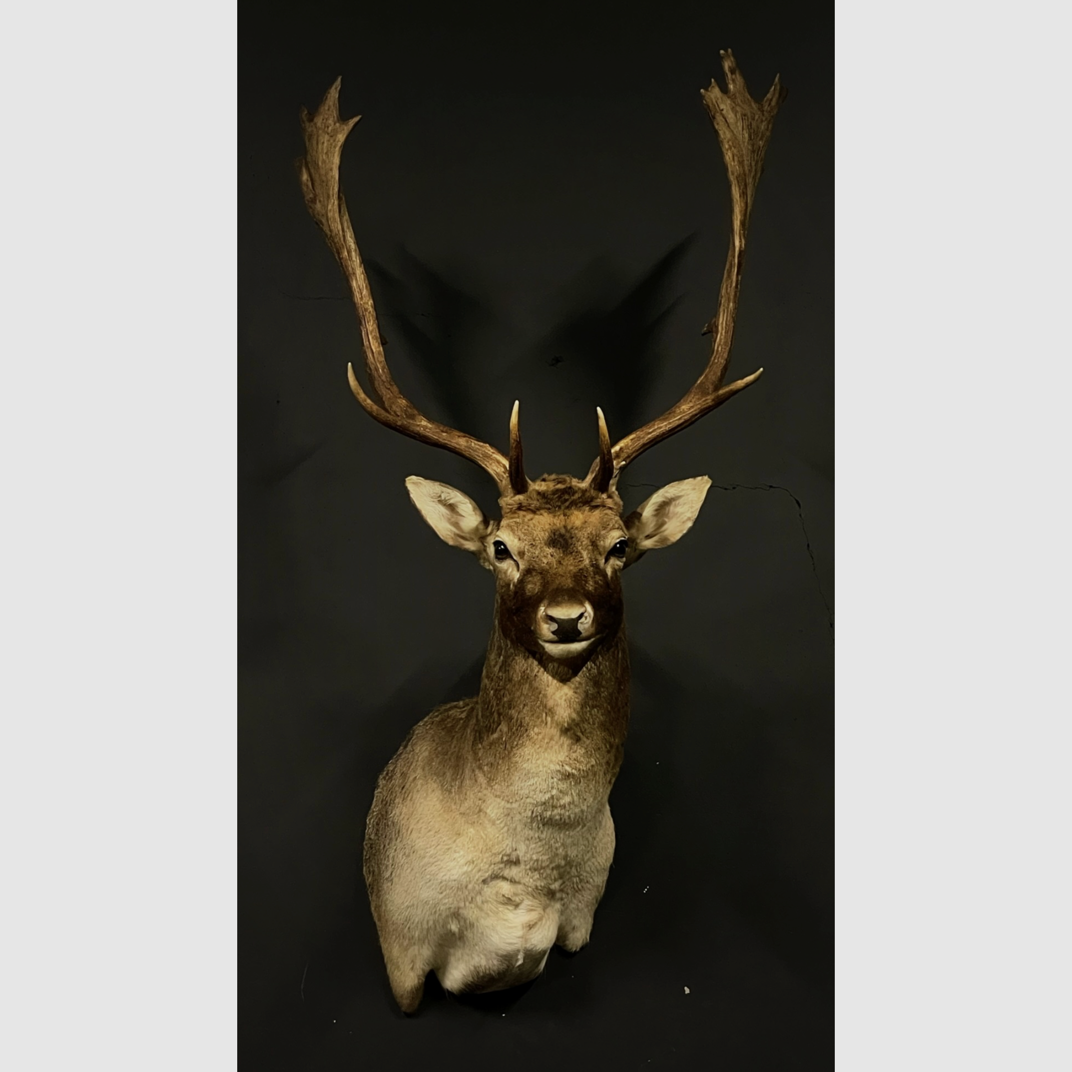 Taxidermie-Schulterpräparat Damhirsch, Bild 2 von 3