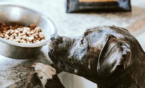 Trockenfutter, Nassfutter oder BARF - was ist am Besten?