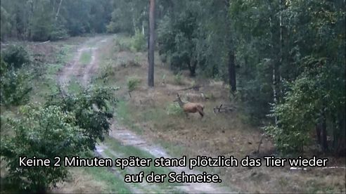 Rotwildjagd Red Deer Hunting Ansitzjagd in Brandenburg 2016