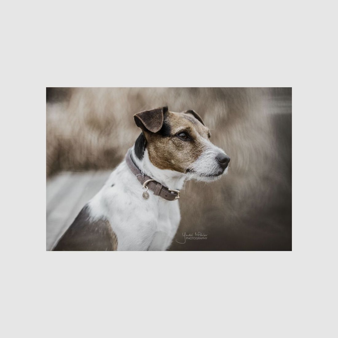 Kentucky Dogwear Hundehalsband Velvet Leather Braun