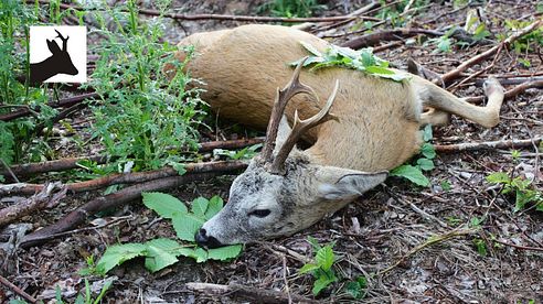 Roebuck stalking - Polowanie na kozła - Rehbockjagd - Chasse brocard