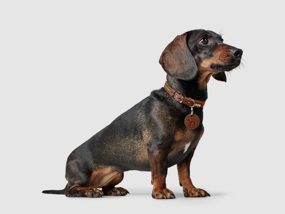 Hunter Halsband Aalborg STYLE