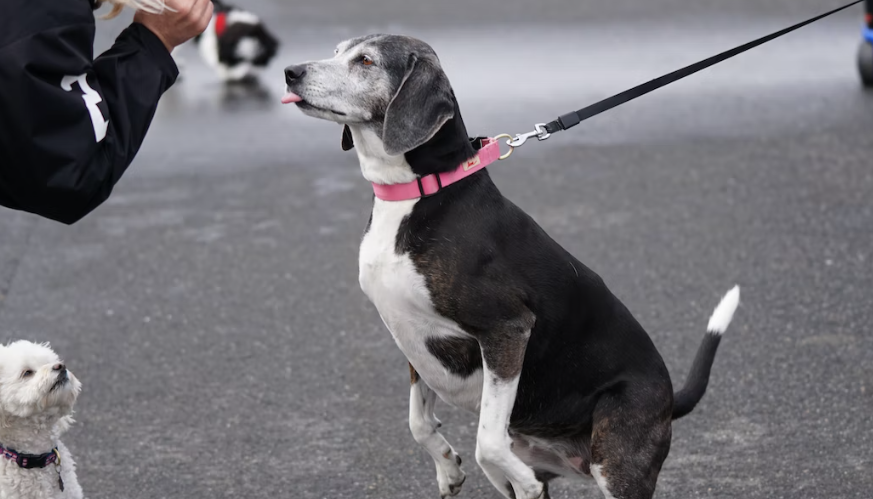 Hund zieht an Leine - wie schaffe ich Abhilfe?