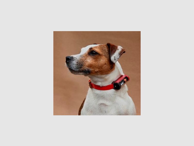 B&F Terrier Locator Collare di invio, immagine 2 di 4