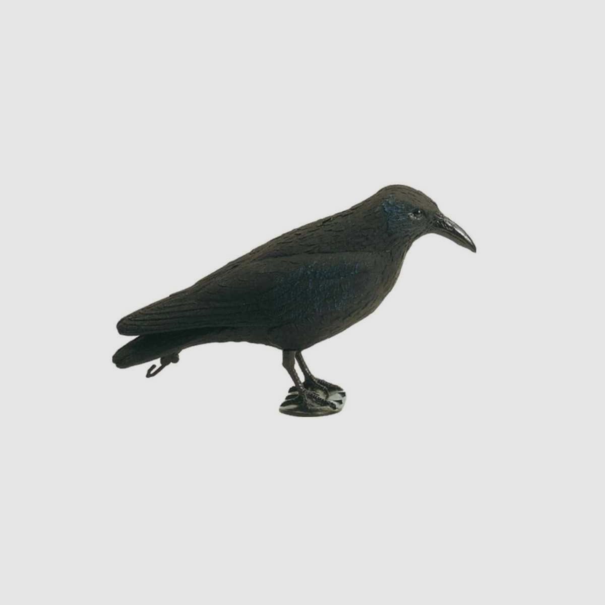 Appelant corbeau