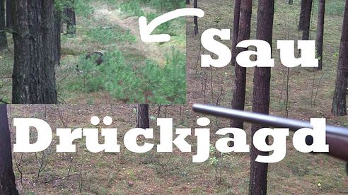 Drückjagd auf Sauen