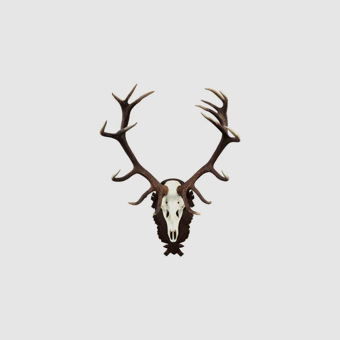 Trophäenschild Hirsch, massiv Eiche dunkel, mit geschnitzter Eichel- und Eichblattverzierung. Innen