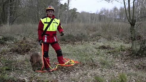 Tracking deer with dogs