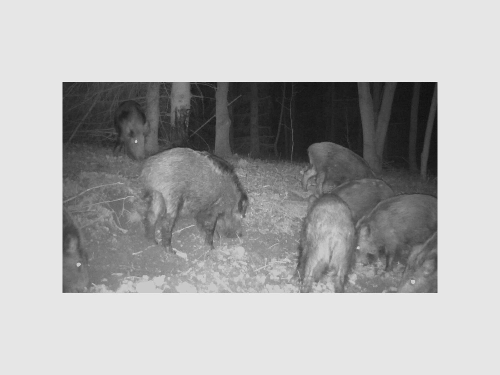 EUROHUNT Catrame di Faggio 2,5 L/3 kg