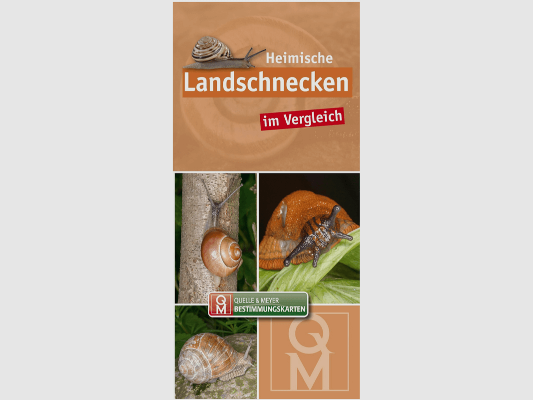 Bestimmungskarte "Heimische Landschnecken im Vergleich"