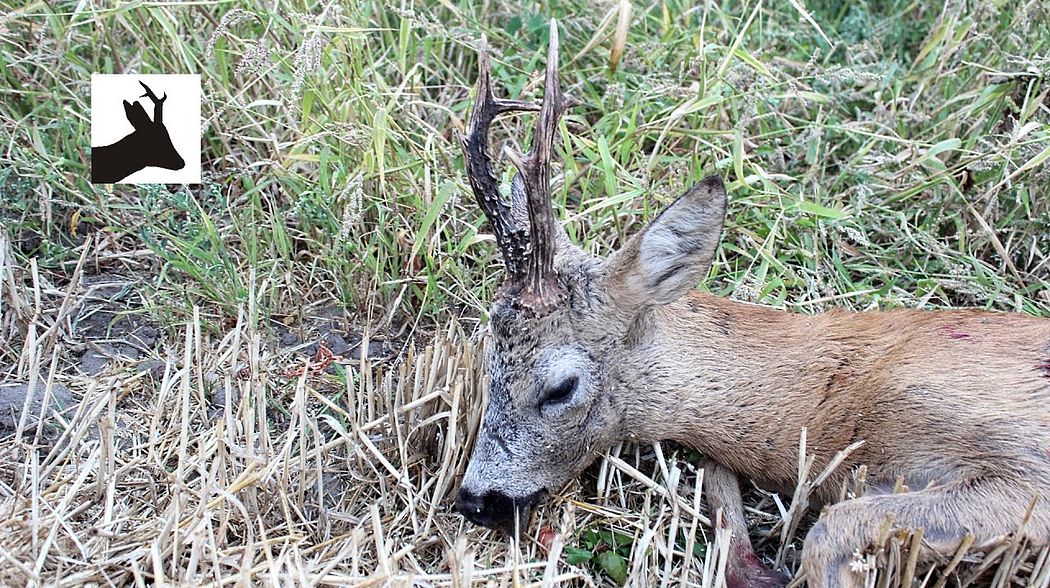 Roe deer rut 2015 - Ruja - Polowanie na rogacza - Rehbock jagd -