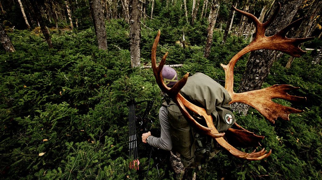 Crawling Up to a Woodland Caribou with a Bow