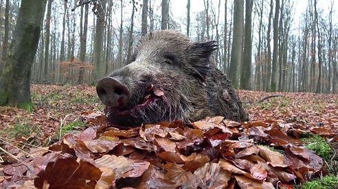 Drückjagd in Mecklenburg -Vorpommern - Oldenburger Jagdcenter