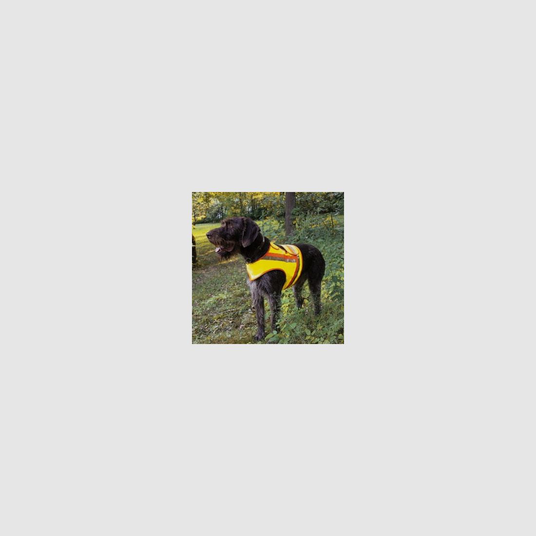 Reflective vest for dogs - various sizes