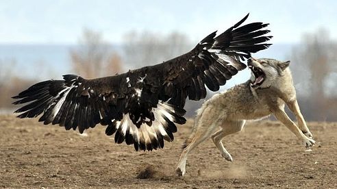 Eagle hunts Wolf